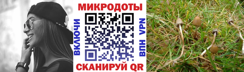 KRAKEN маркетплейс Неман Псилоцибиновые грибы GOLDEN TEACHER сколько стоит